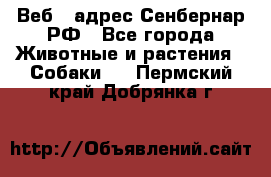 Веб – адрес Сенбернар.РФ - Все города Животные и растения » Собаки   . Пермский край,Добрянка г.